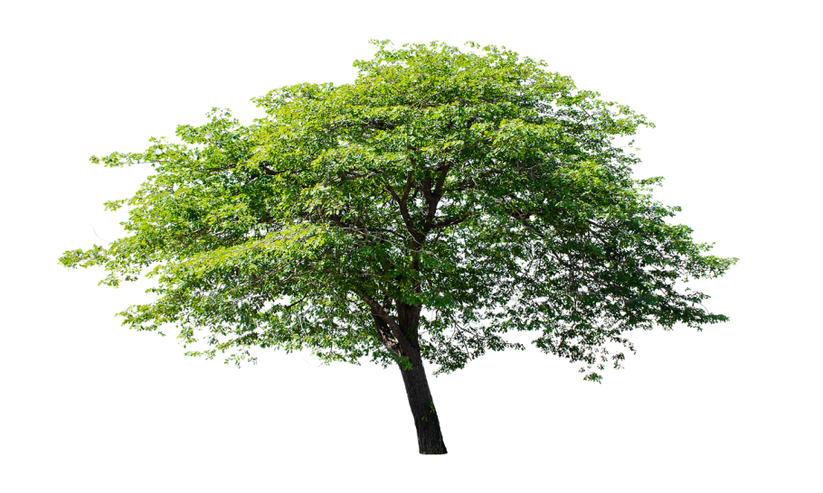 Генеалогическое дерево на прозрачном фоне