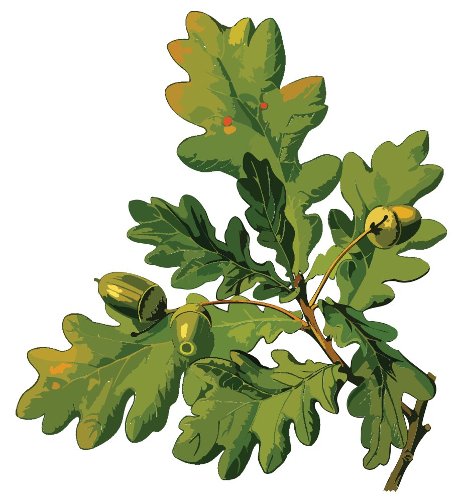 Дерево зеленое