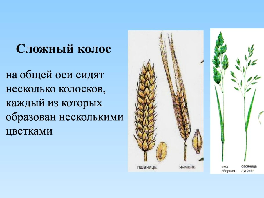 Сложный Колос