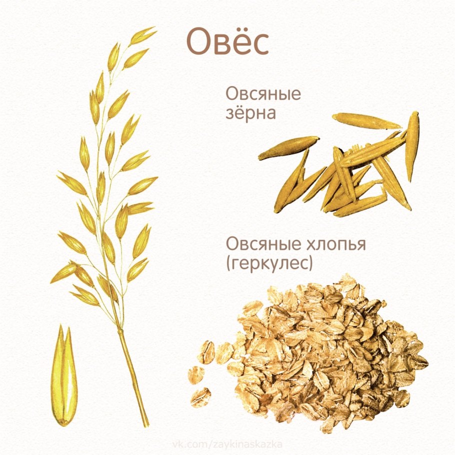 Молиния и Вейник