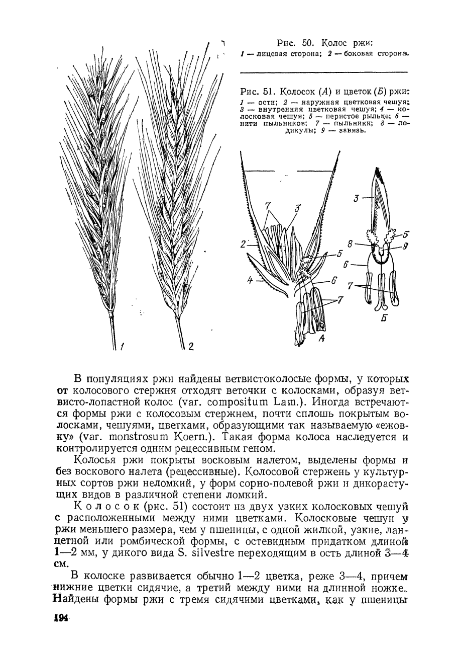 Строение Колоса ржи схема
