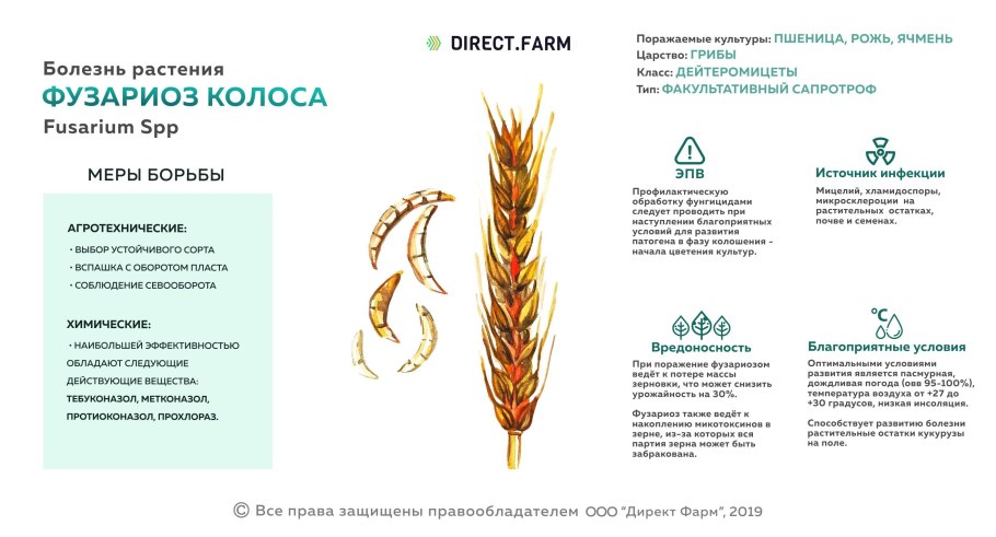 Колоски Графика