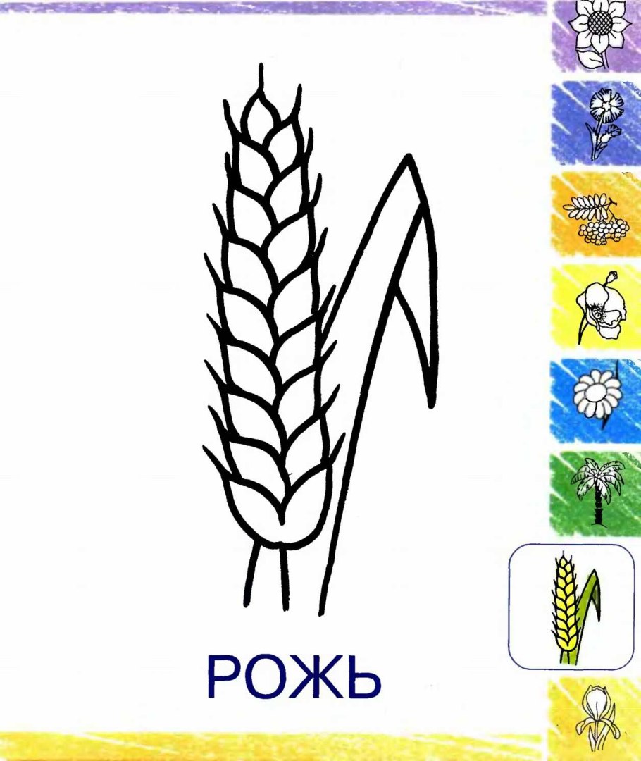 Triticum aestivum рисунок Ботанический