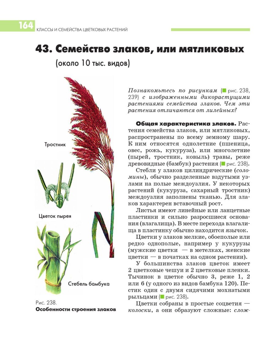 Злаковые Мятликовые представители