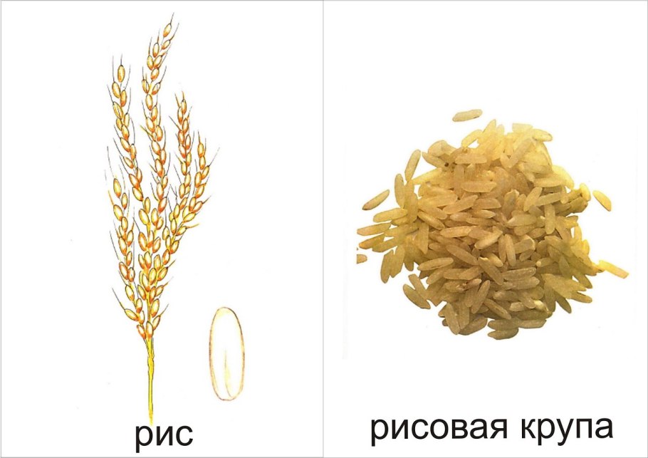 Колос тритикале