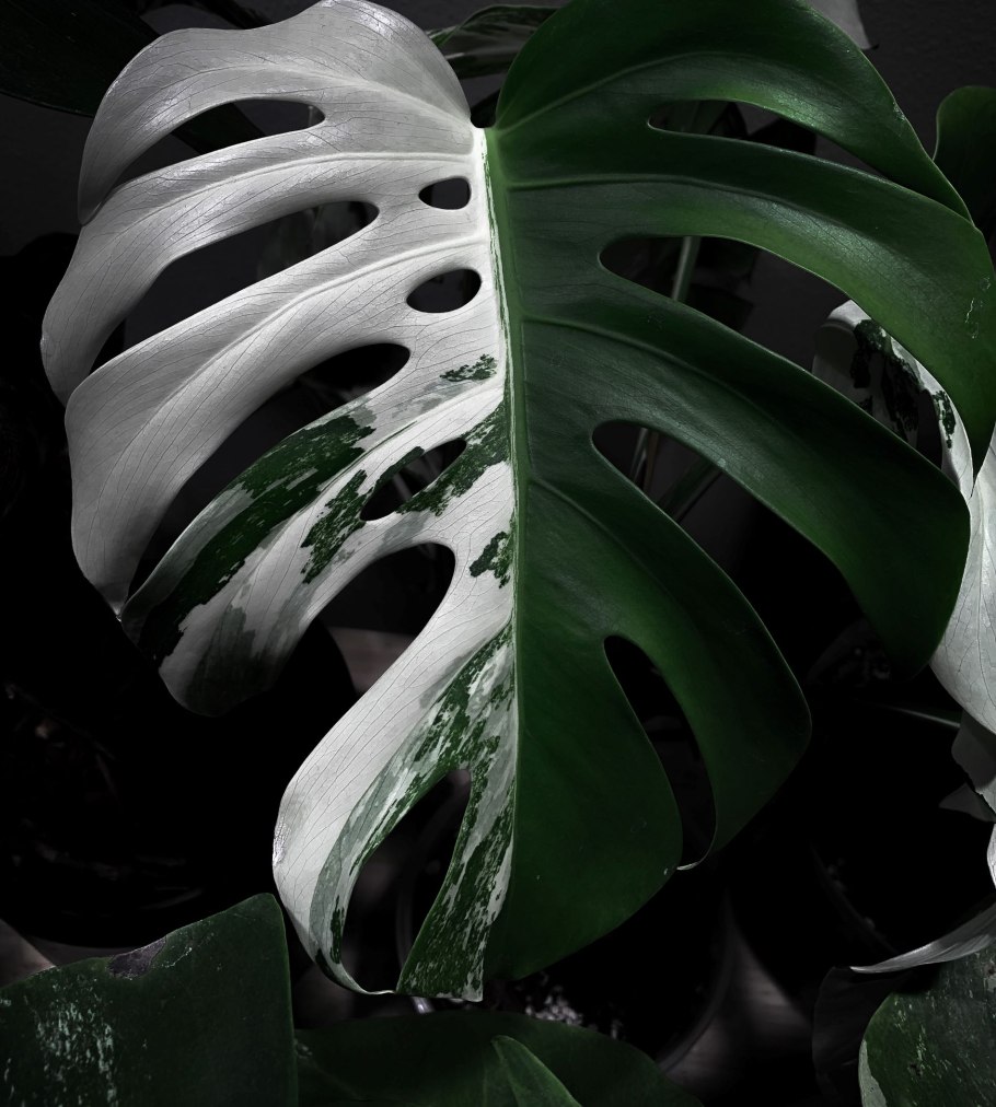 Монстера Делициоза (Monstera deliciosa)