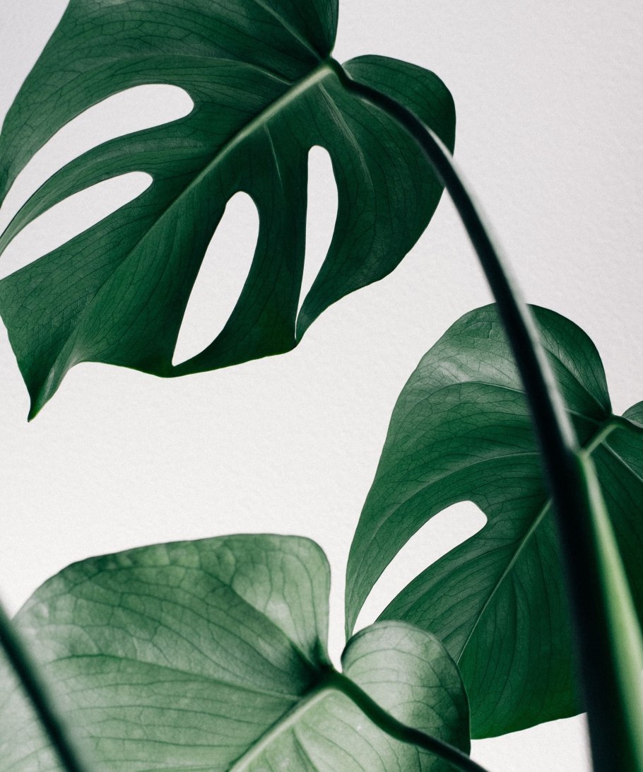 Монстера эпифит