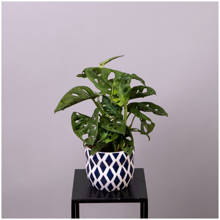 Монстера Пертусум