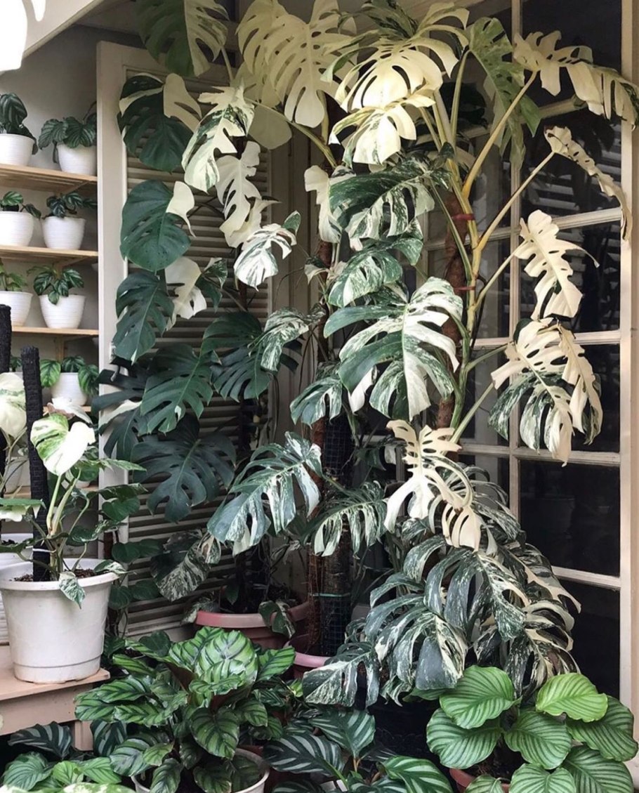 Монстера вариегатная