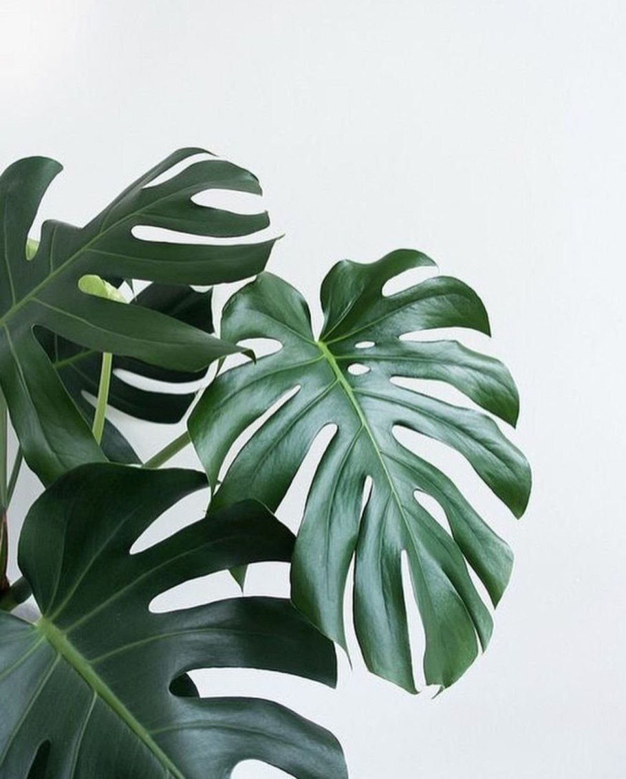 Monstera Plant