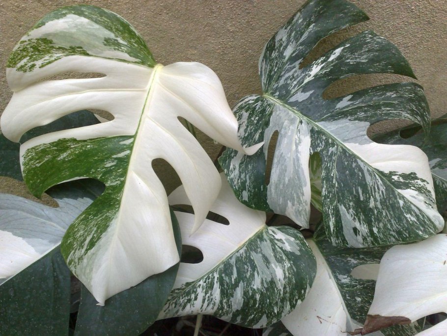 Монстера пинапипартита