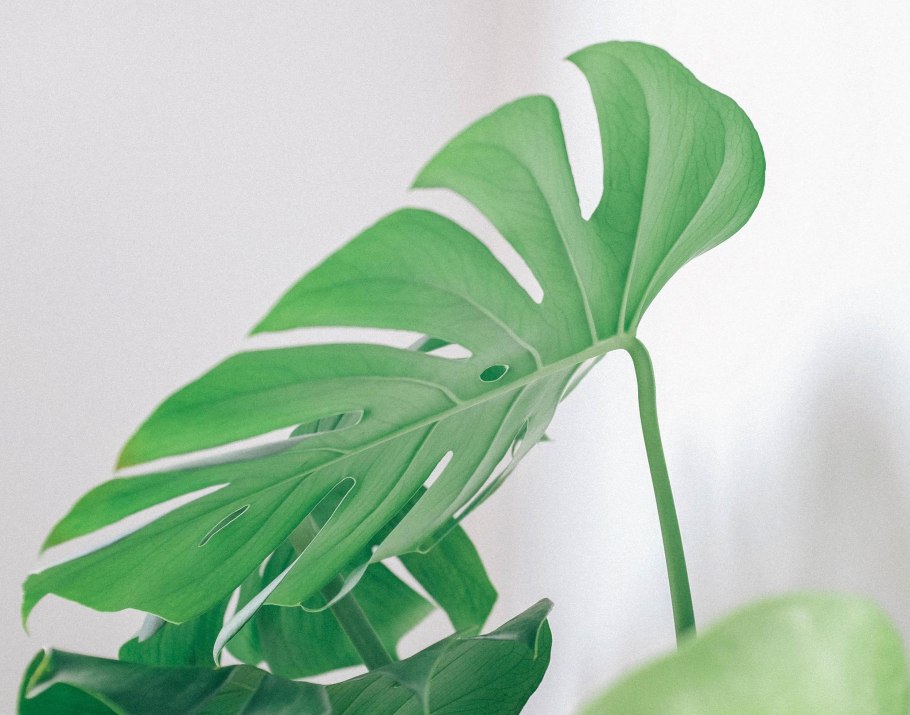 Монстера Альба Вариегата