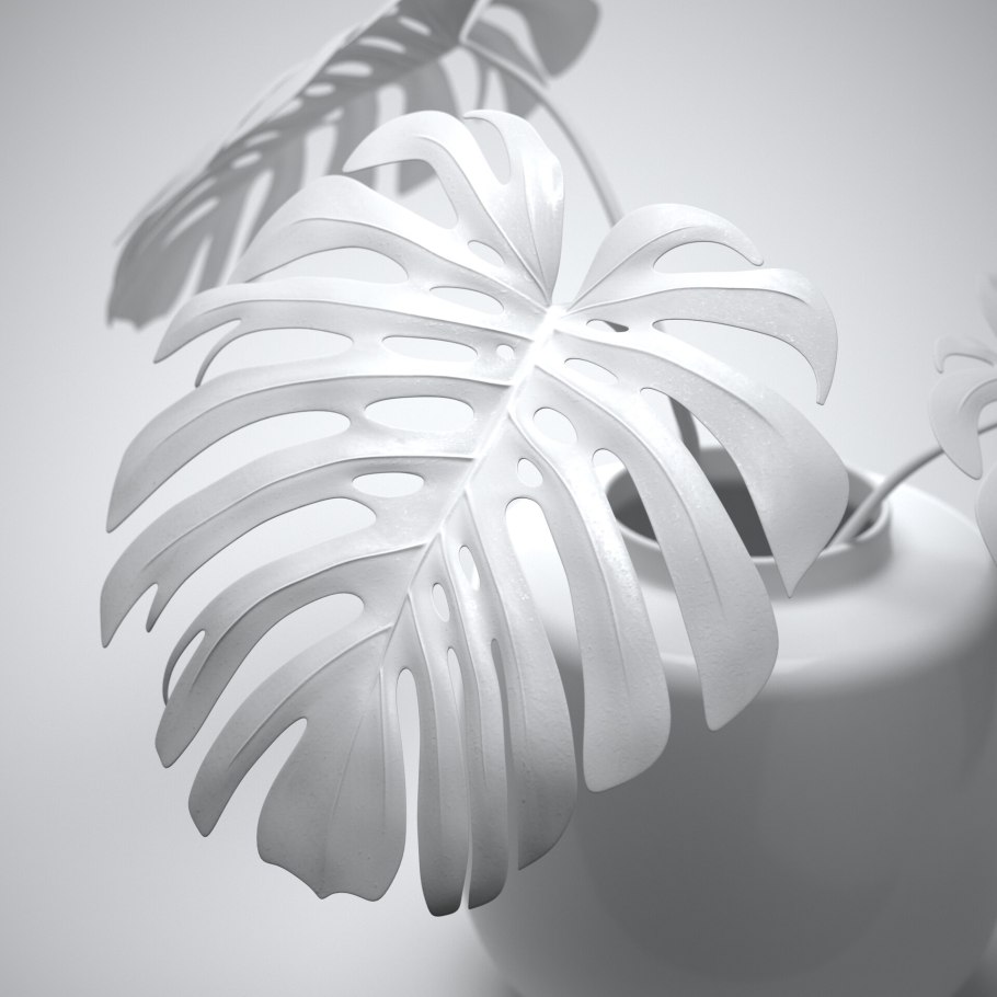 Монстера Альба Луна