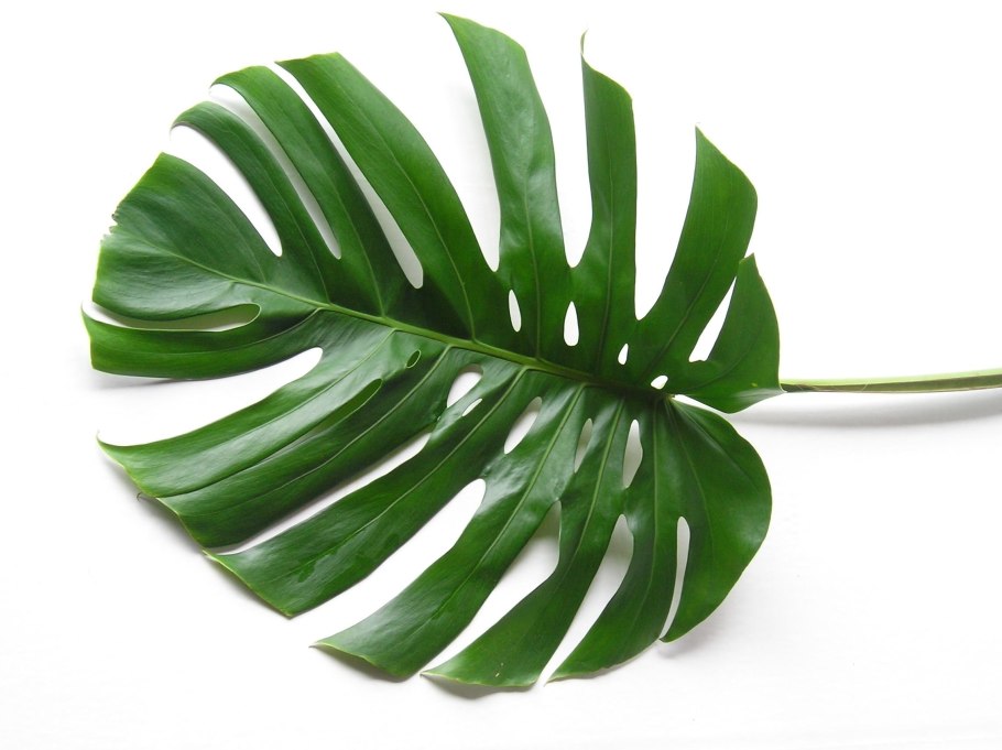 Зеленые листья на белом фоне