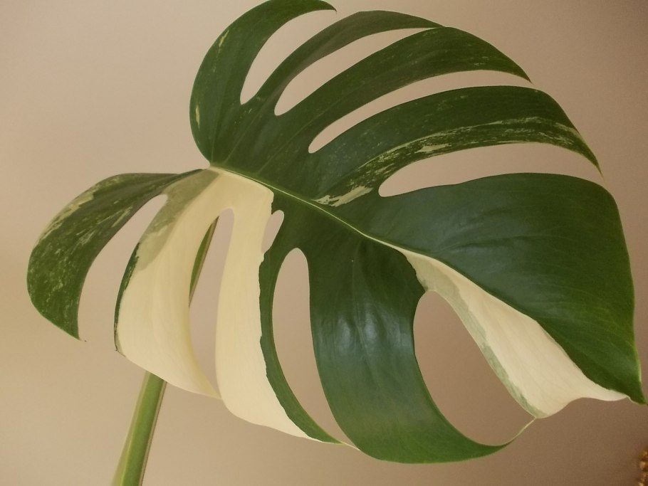 Монстера Пикассо