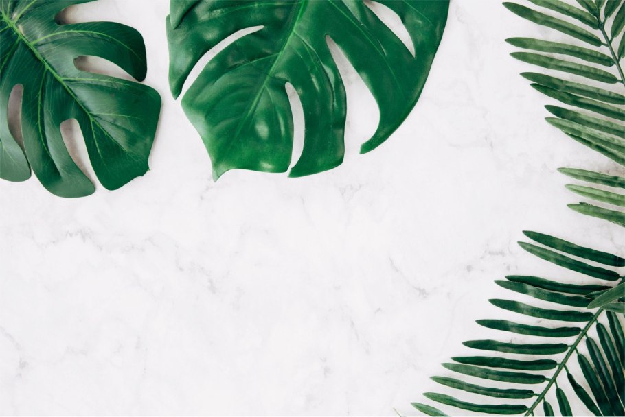 Монстера Адансона купить