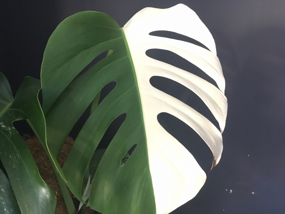 Тропические лист Monstera