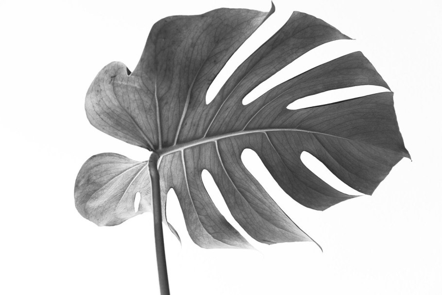 Монстера деликатесная «Вариегата