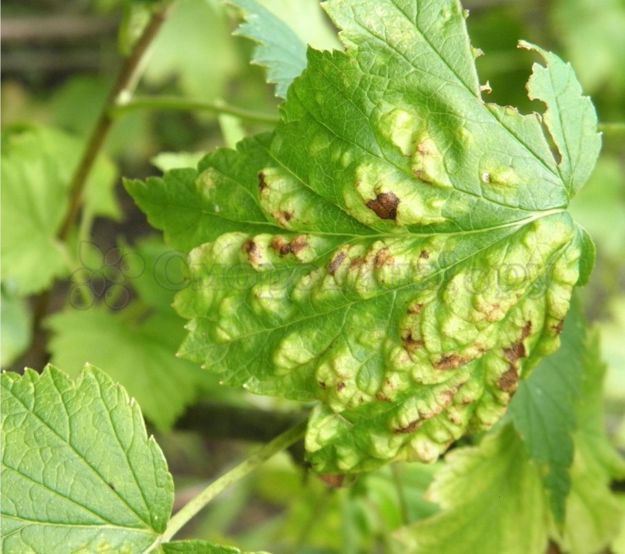 Антракноз смородины тля