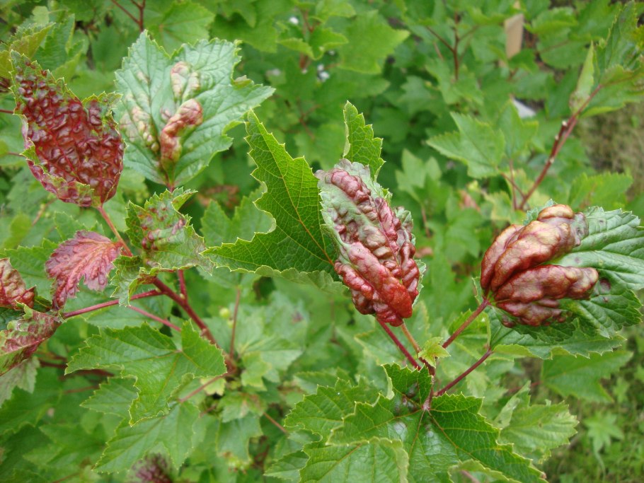 Антракноз красной смородины