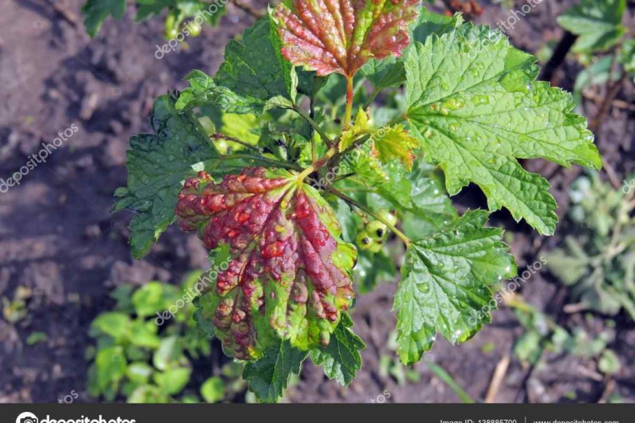 Галловая тля на красной смородине