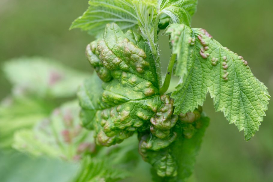Курчавость смородины