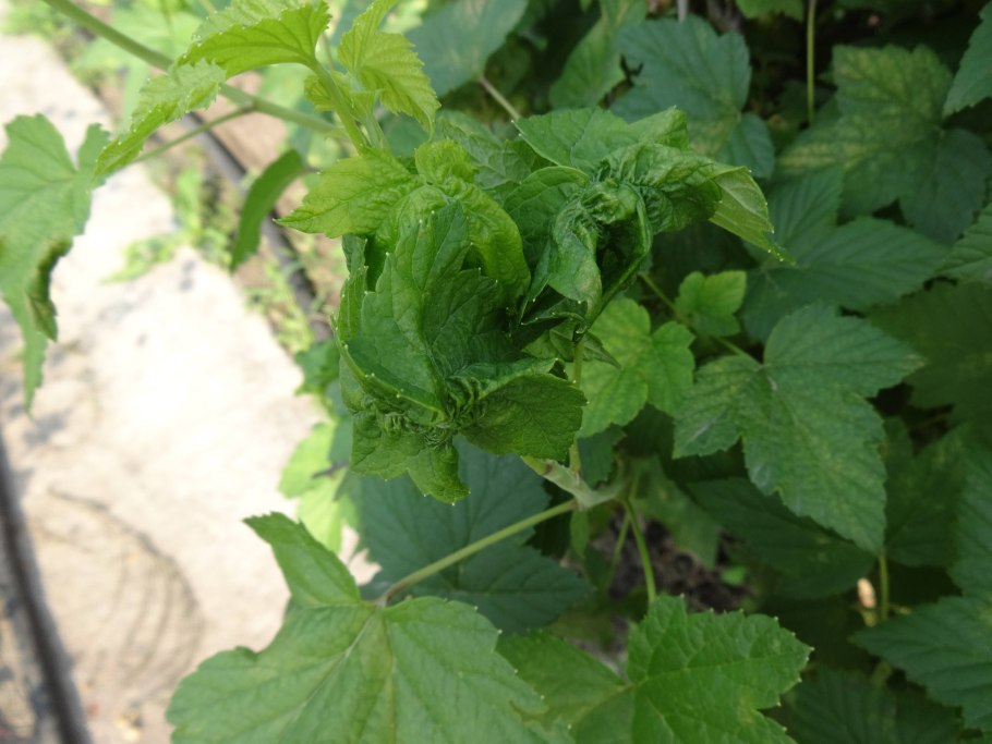 Скручиваются листья у смородины