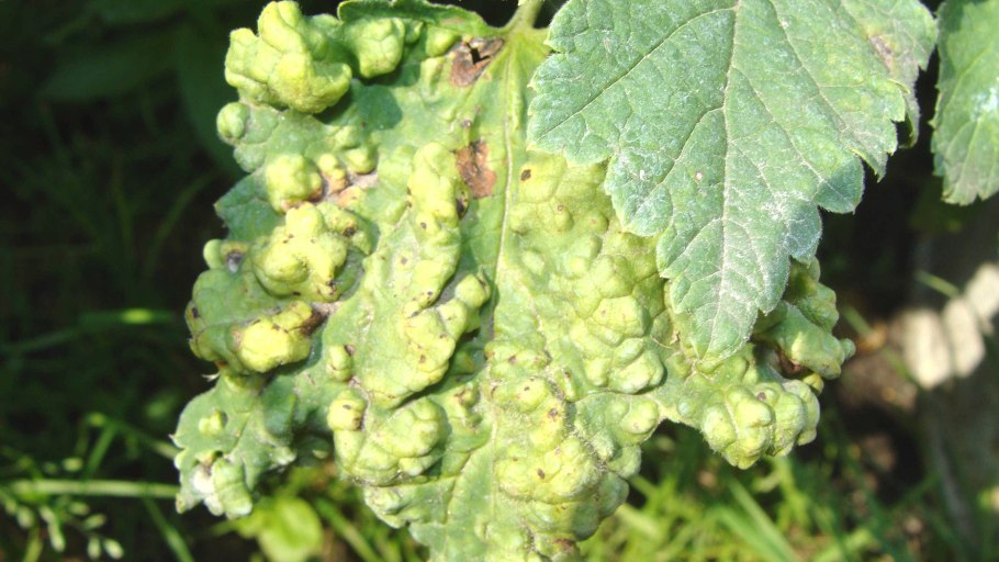 Болезни смородины антракноз