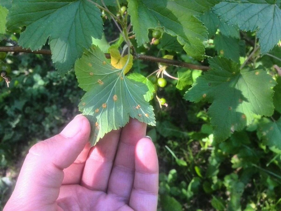 Крыжовниковая побеговая тля