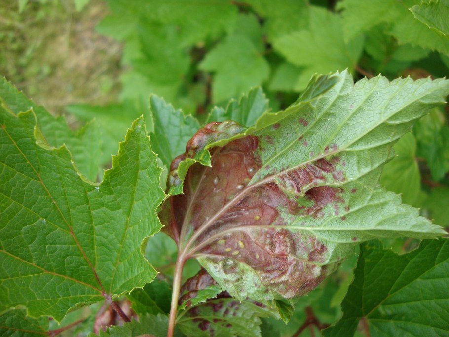 Антракноз смородины тля