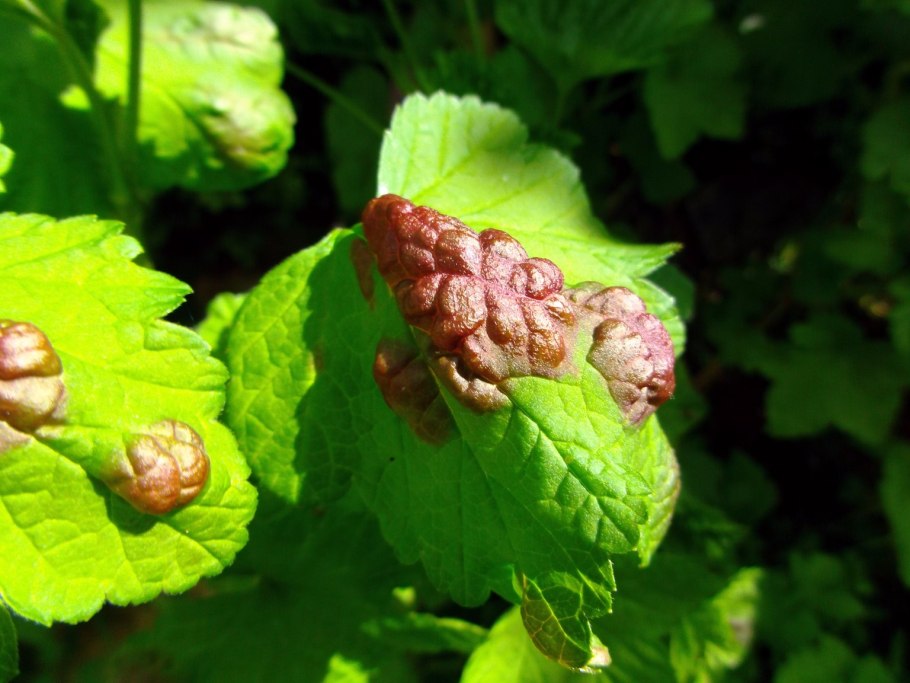 Туберкуляриоз смородины