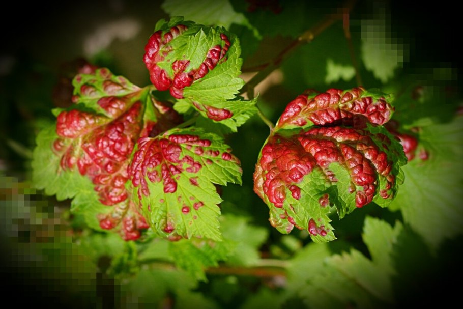 Антракноз смородины тля