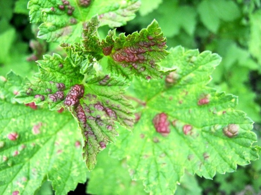 Антракноз смородины