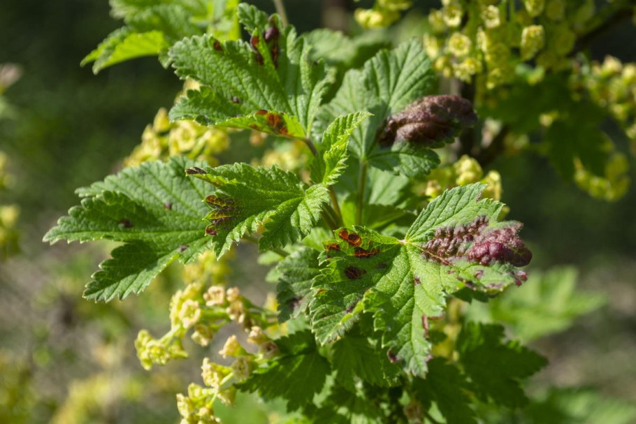 Зеленые букашки на смородине