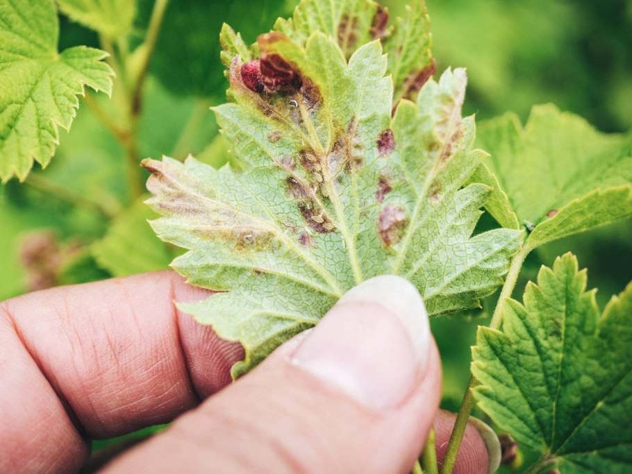 Галловая тля смородины
