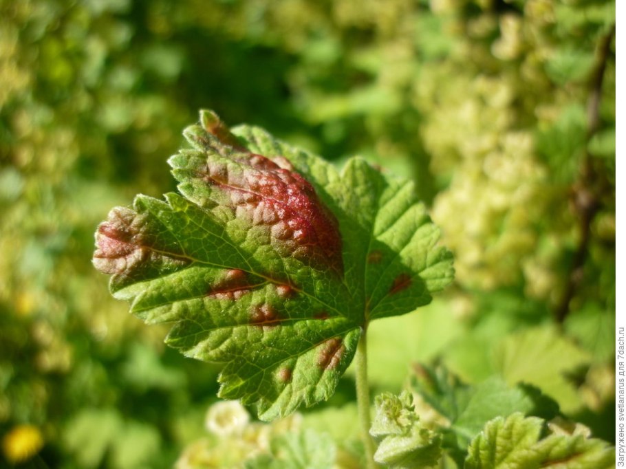 Антракноз красной смородины