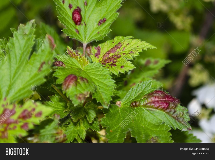 Смородиновый лист