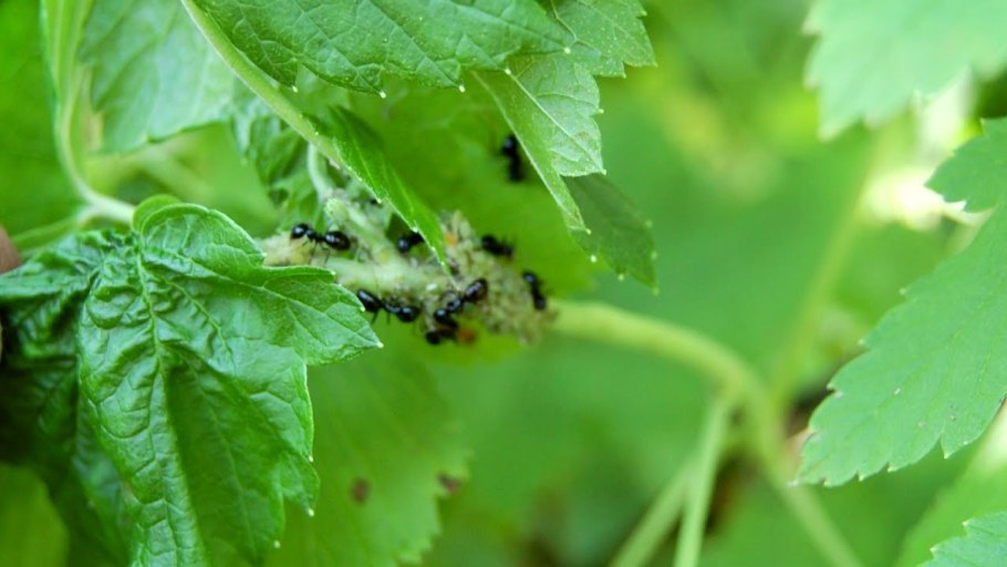 Вредители черная смородина Весна