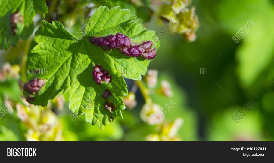 Бутоны смородины