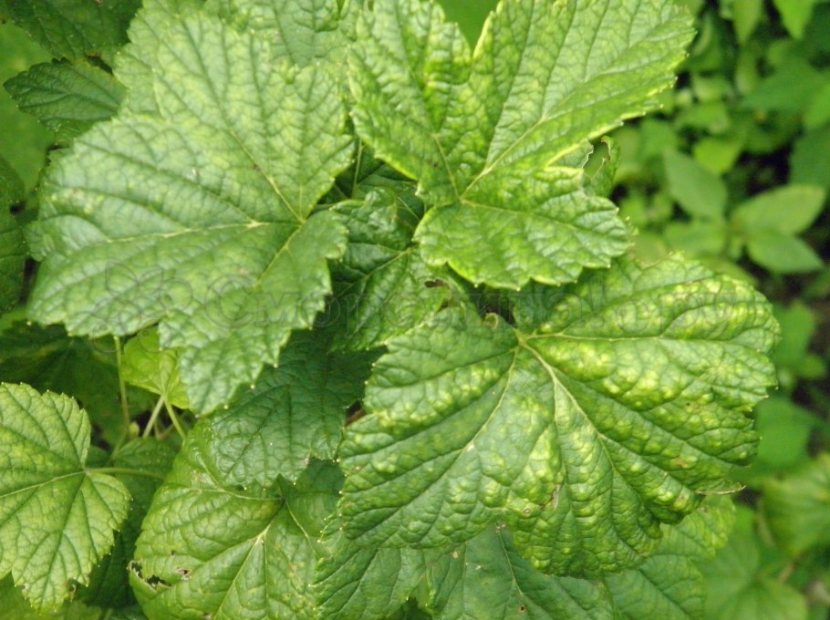 Куст смородины хлороз