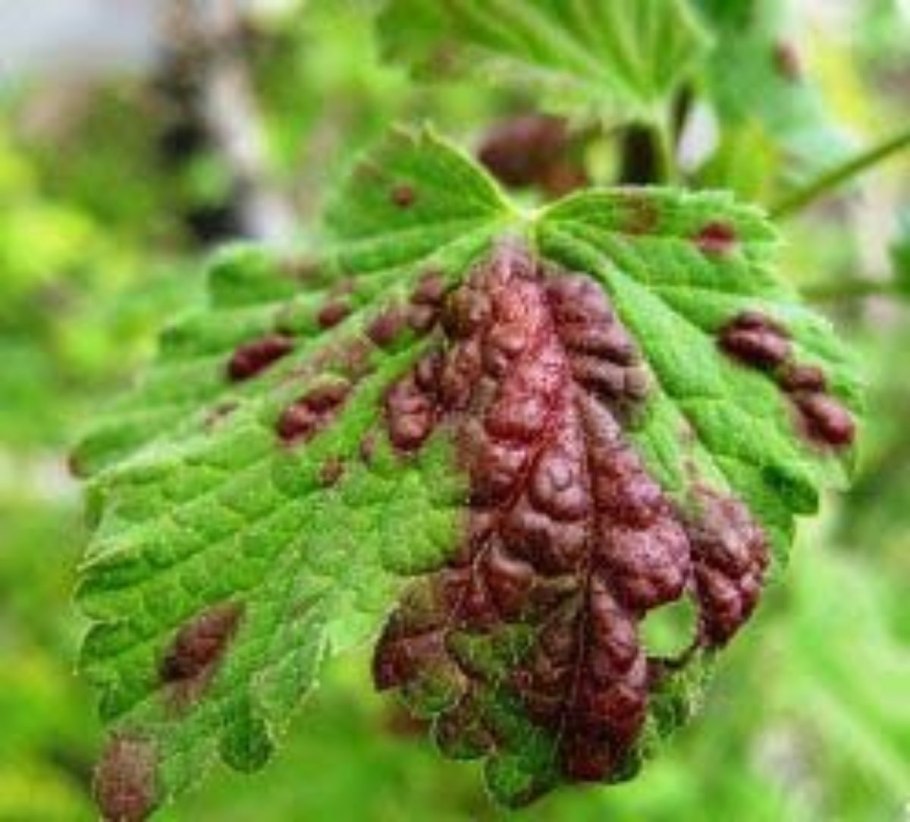 Столбчатая ржавчина смородины