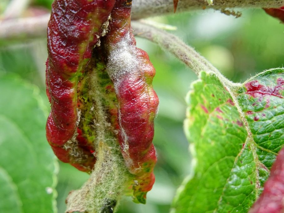 Красногалловая серая яблонная тля