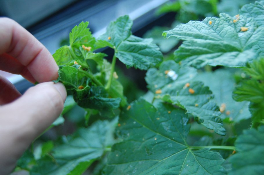 Скручиваются листья у смородины