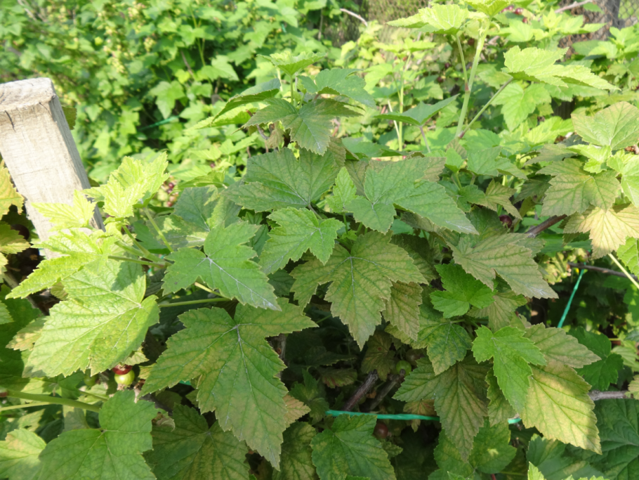 Фигурное объедание листьев смородины