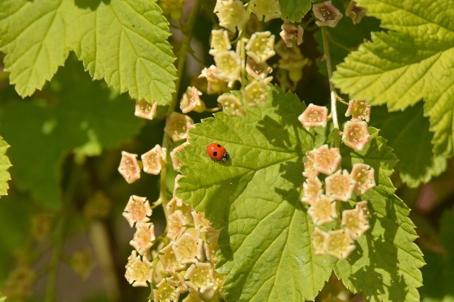 На смородинескручиваються листья