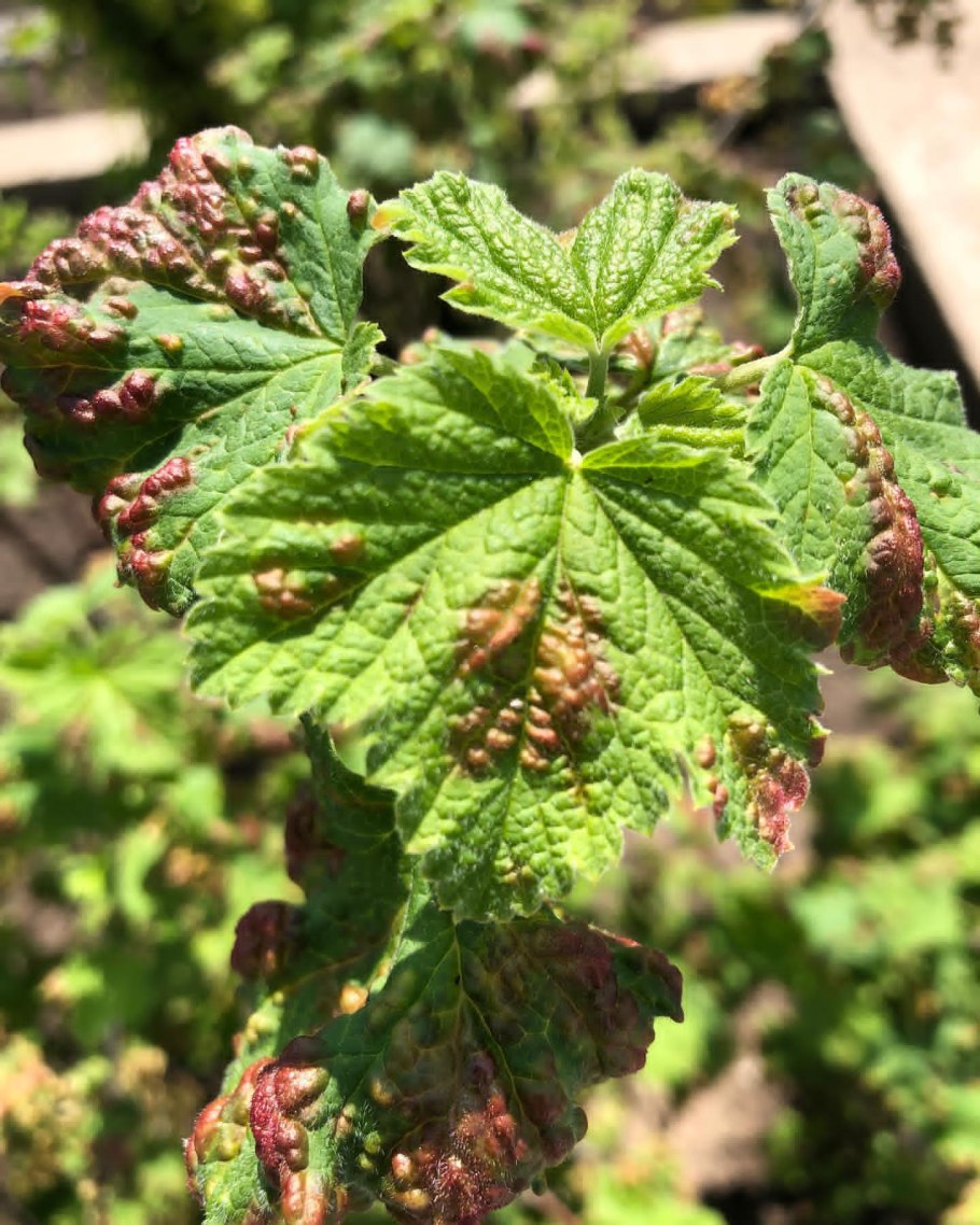 Галловая тля