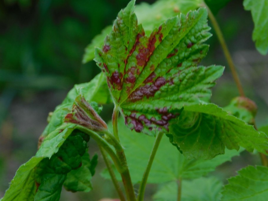Волдыри на листьях смородины