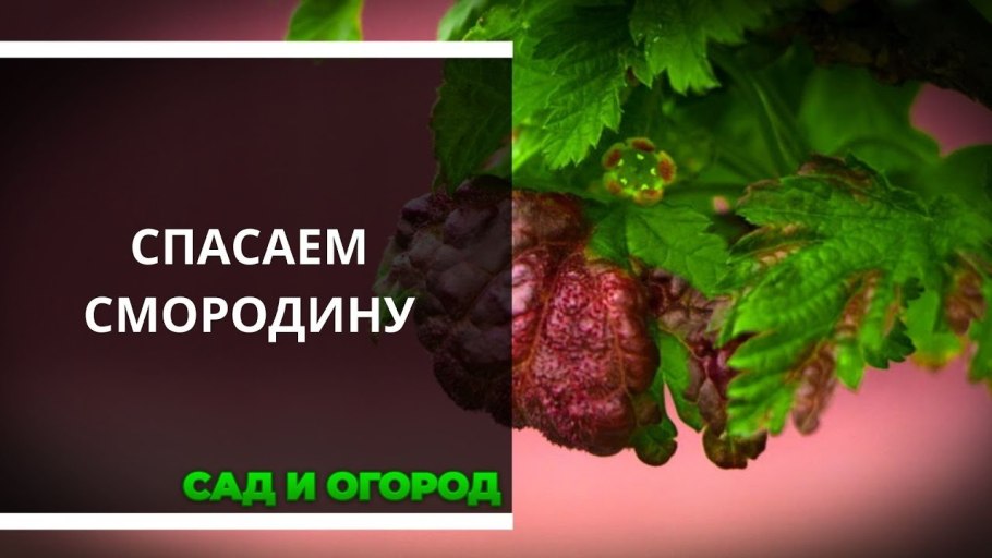 Листовая галловая тля смородина