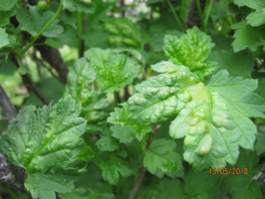 Смородина болезни листья скручиваются