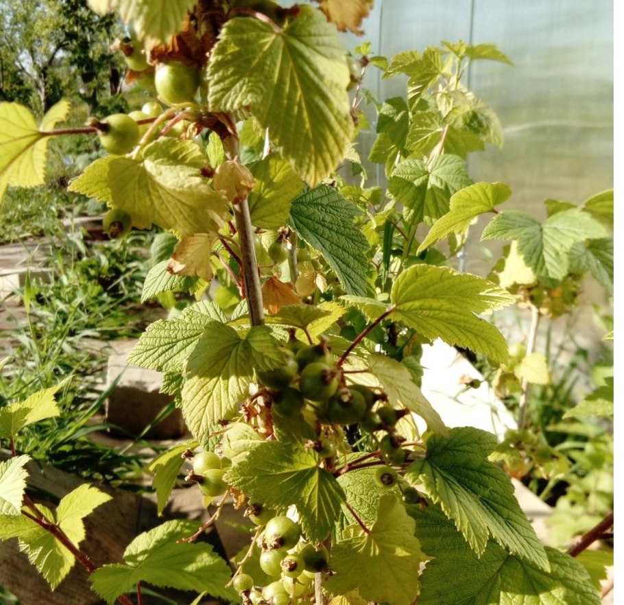 Зеленая крапчатость смородины